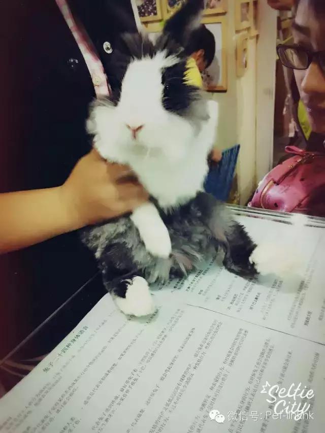 如何驯服不听话的对象,如何征服一匹不听话的马