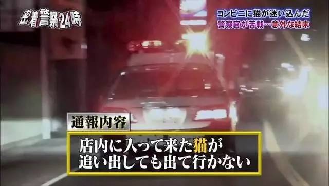 猫咪进餐厅被警察带走,猫咪禁止入内被逮捕
