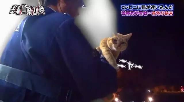 猫咪进餐厅被警察带走,猫咪禁止入内被逮捕