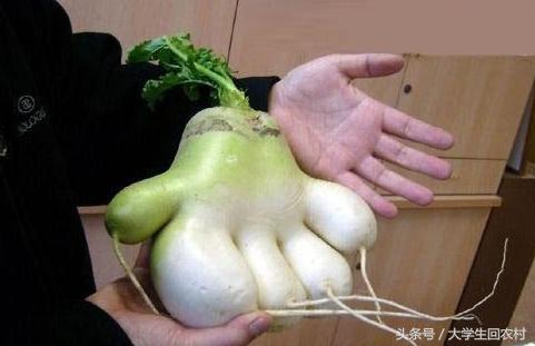 农村孩子冬天长冻疮,农村治冻疮的植物