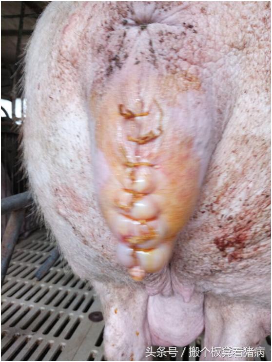 母猪产后不发情最有效治疗方案,养猪人猪病简易防治技术分享