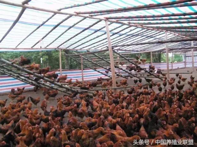 柴鸡是什么品种的鸡,最好的柴鸡品种是什么鸡