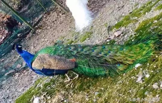 如果可以，请留在南工！浦珠南路30号，留下了我太多的青春！