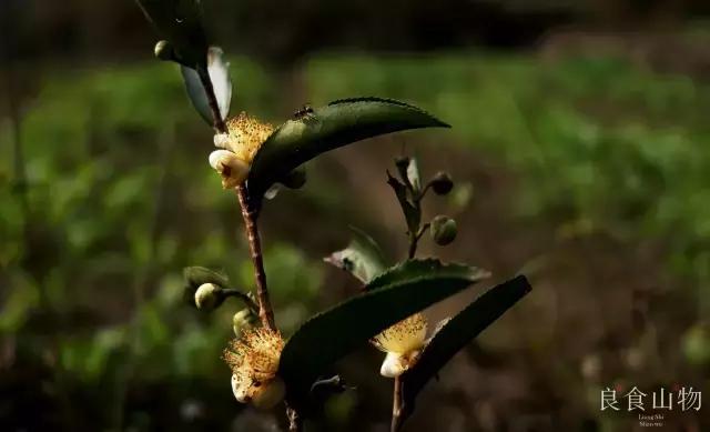 我心中的理想国,每个人心中都有一个理想国
