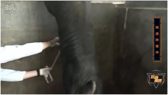 养猪场给母猪人工授精,猪场给种猪人工授精