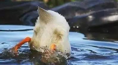 这些奇葩的菜名你听过吗,中国最奇葩的100种菜名