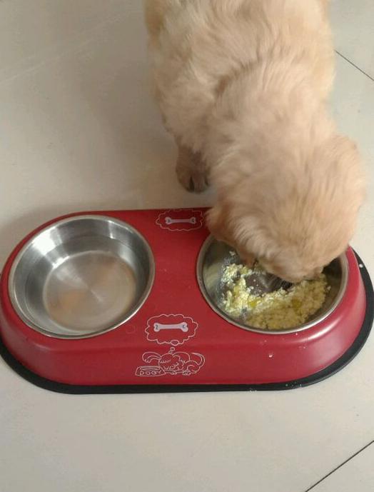 金毛自制狗粮好还是买的狗粮好,便宜又营养的自制金毛狗粮