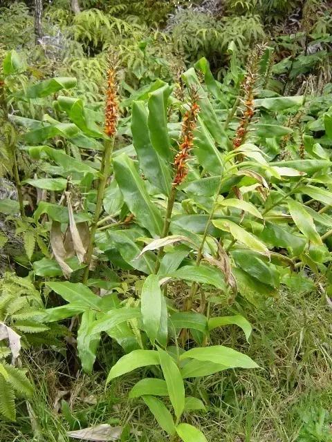 晚上吃姜赛砒霜有中医记载吗,下午吃姜赛砒霜是真的吗
