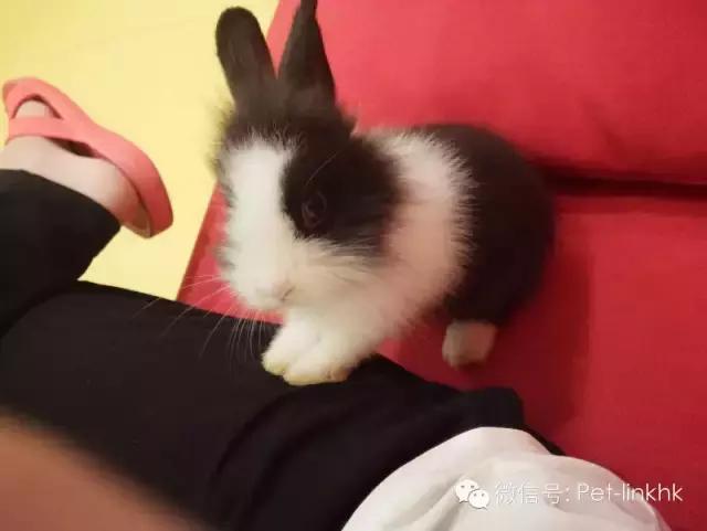 如何驯服不听话的对象,如何征服一匹不听话的马