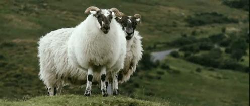 2023年十大赚钱的养殖项目,最新养殖的赚钱项目