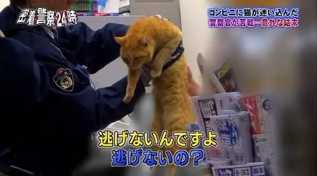 猫咪进餐厅被警察带走,猫咪禁止入内被逮捕