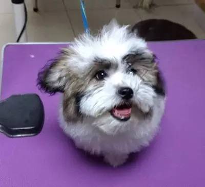 猫咪进餐厅被警察带走,猫咪禁止入内被逮捕