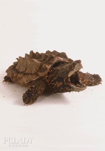 宠物大全:鳄龟的详细资料