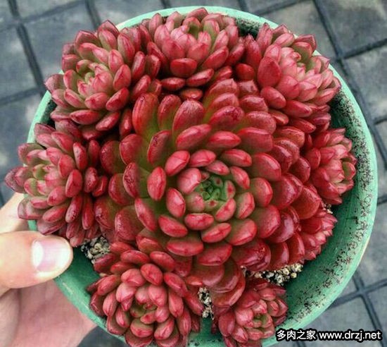 多肉品种是怎么杂交出来的,跨物种杂交成功的有哪些