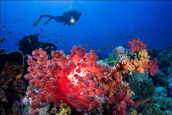 帕劳除了潜水还可以玩什么,在帕劳旅行发现帕劳潜水之美