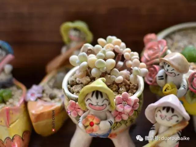 养肉路上不孤独，这些多肉趣事，你遇到过吗？