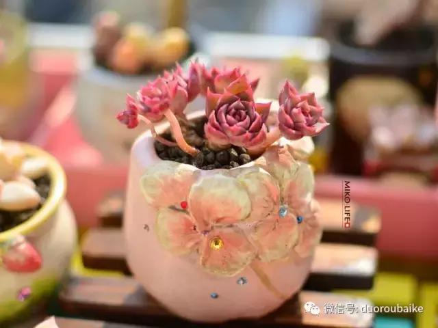 养肉路上不孤独，这些多肉趣事，你遇到过吗？