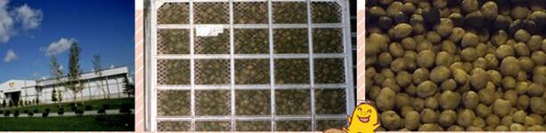 北海道寻根小土豆,calbee北海道