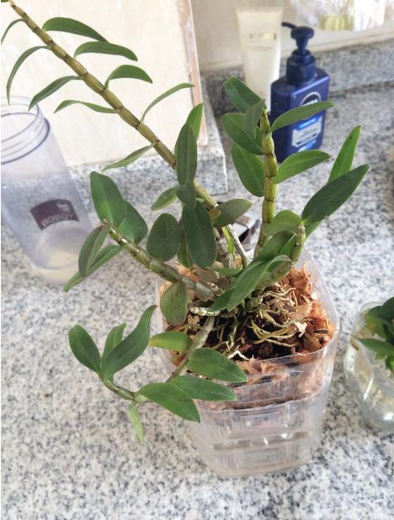 铁皮石斛的水培方法,铁皮石斛水培方法