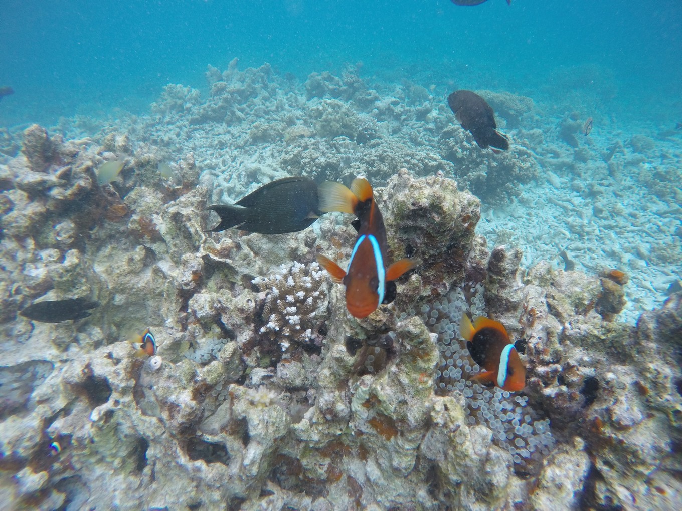 帕劳旅行攻略大全图文,帕劳旅行攻略图文大全