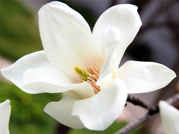 30种小植物,有大作用却很少有人知道的植物