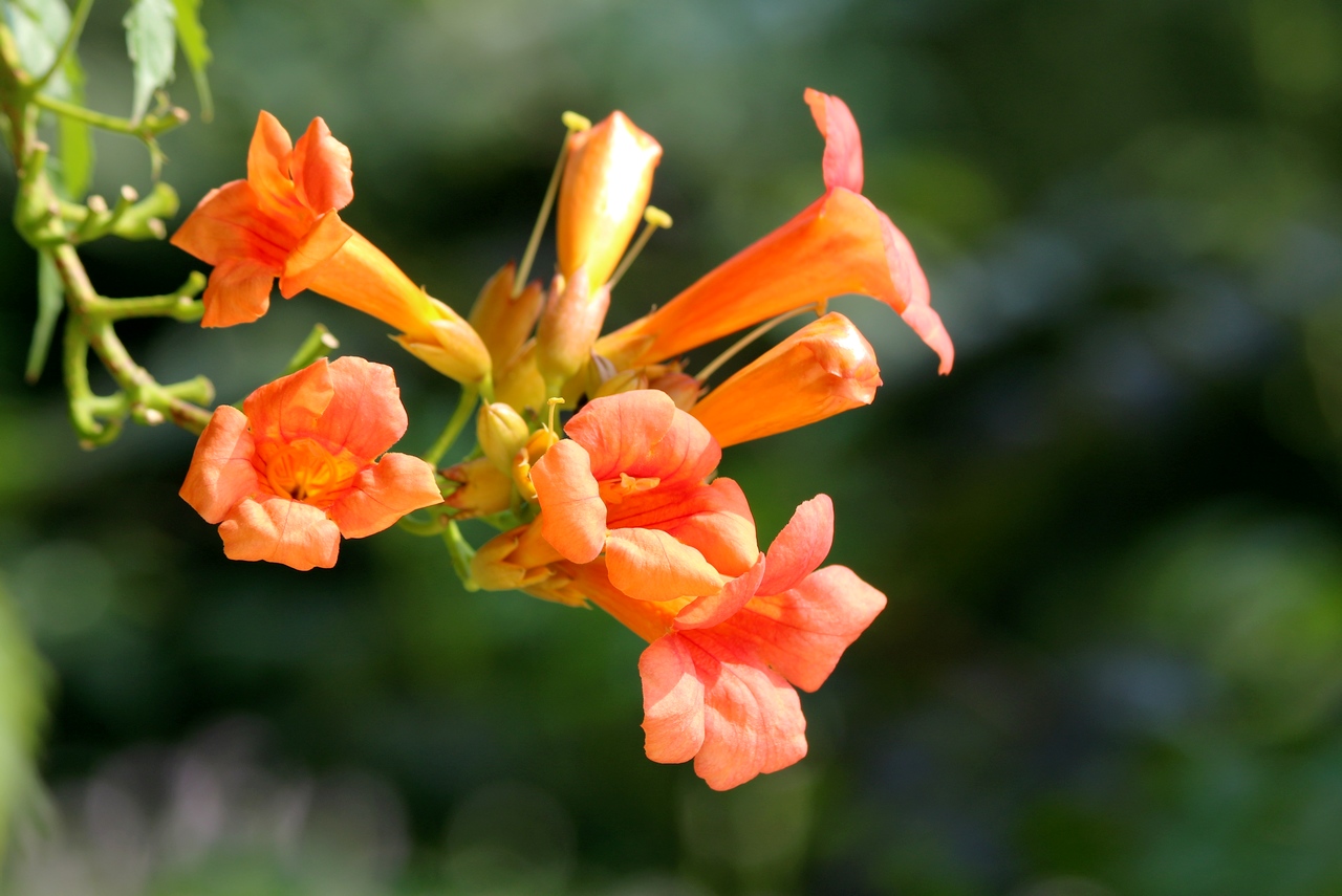 30种小植物,有大作用却很少有人知道的植物
