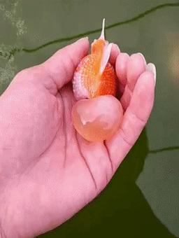 罕见皇冠珍珠，极品观赏鱼！肉瘤大小和价格关系解读