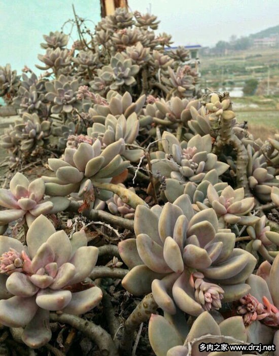 多肉品种是怎么杂交出来的,跨物种杂交成功的有哪些
