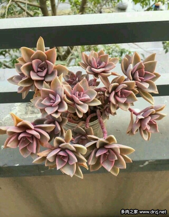 多肉品种是怎么杂交出来的,跨物种杂交成功的有哪些
