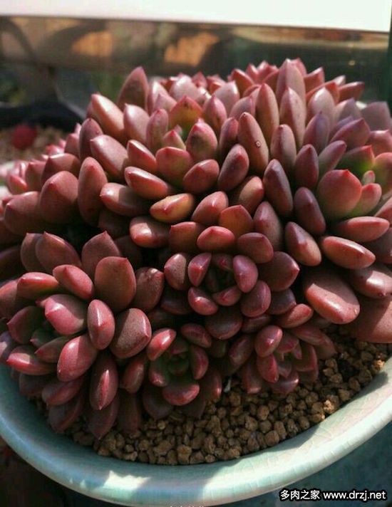 多肉品种是怎么杂交出来的,跨物种杂交成功的有哪些