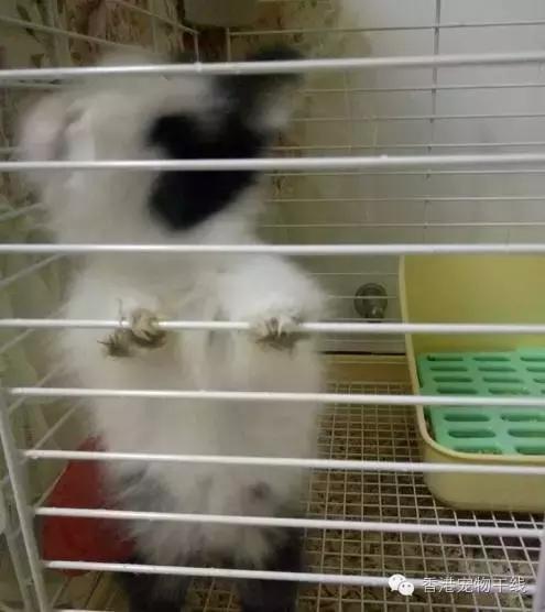 怎样才能让兔兔喜欢你,怎么让兔兔爱上你