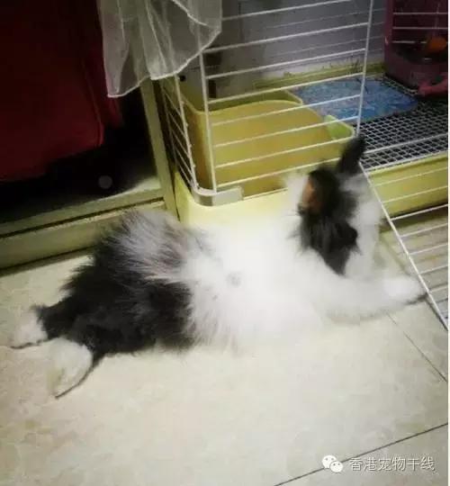 怎样才能让兔兔喜欢你,怎么让兔兔爱上你