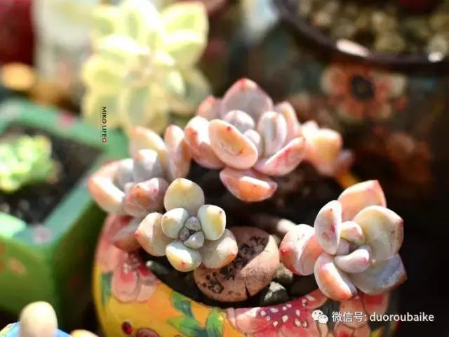 养肉路上不孤独，这些多肉趣事，你遇到过吗？