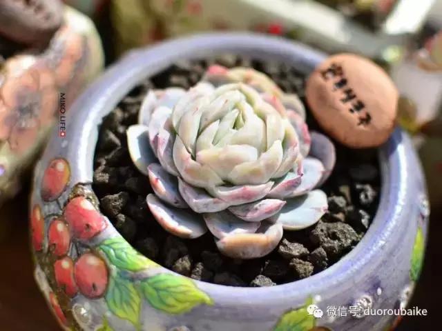 养肉路上不孤独，这些多肉趣事，你遇到过吗？