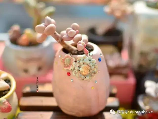 养肉路上不孤独，这些多肉趣事，你遇到过吗？