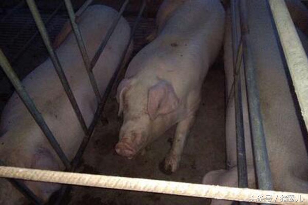 母猪的一些病,母猪的故事视频大全