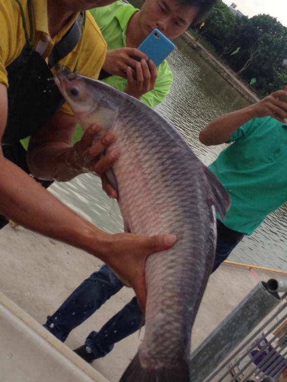 我和新春有个约会视频,我和新年有个约会600字作文