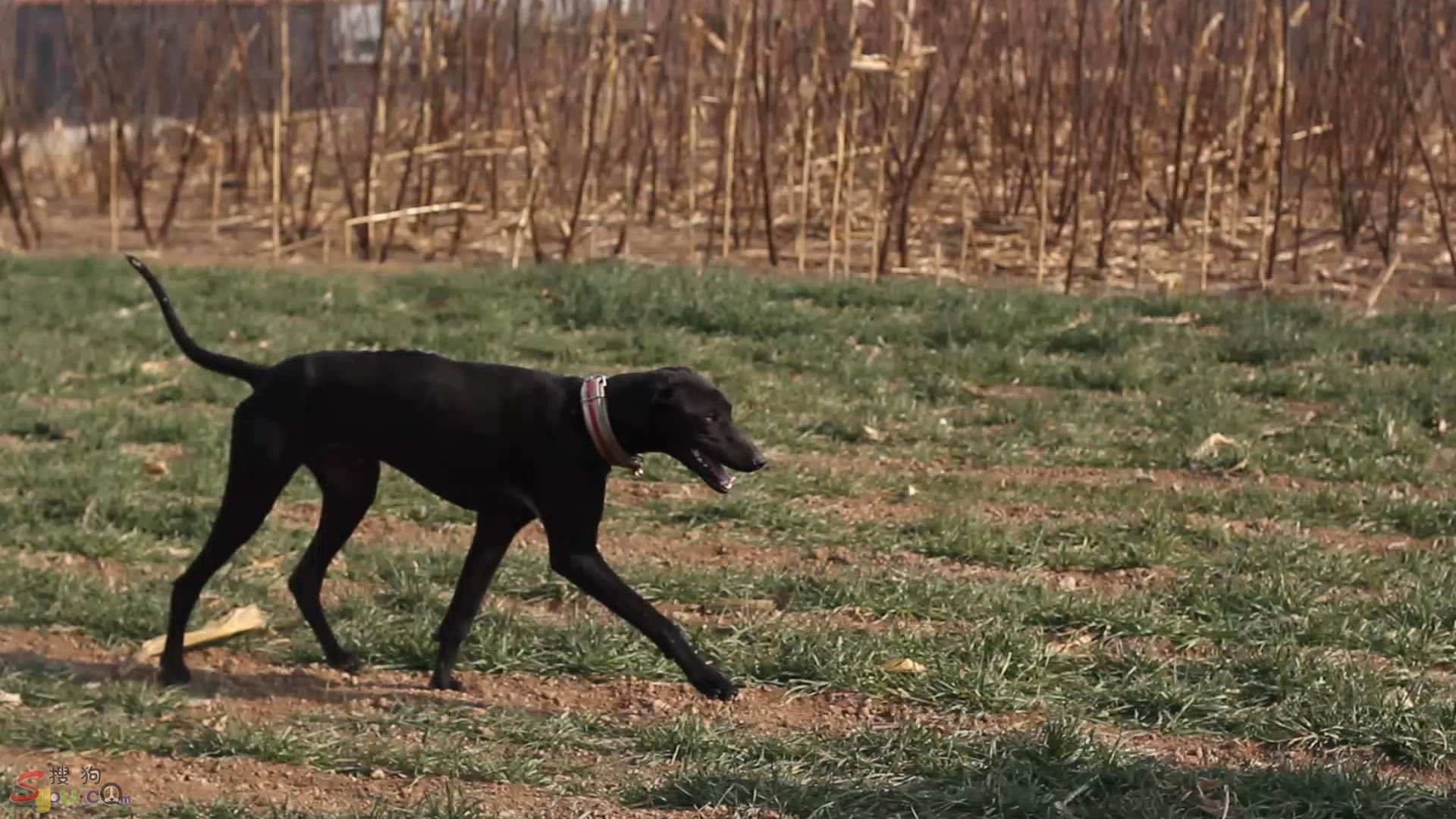 被刷屏的鬼吹灯里长腿狗狗,是濒临灭绝传说中的啸天犬?