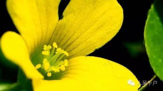 新年赏国花,世界各地最美的国花