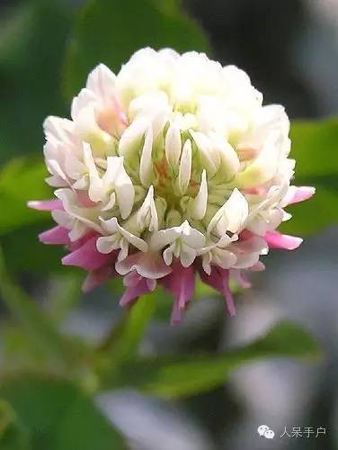 新年赏国花,世界各地最美的国花