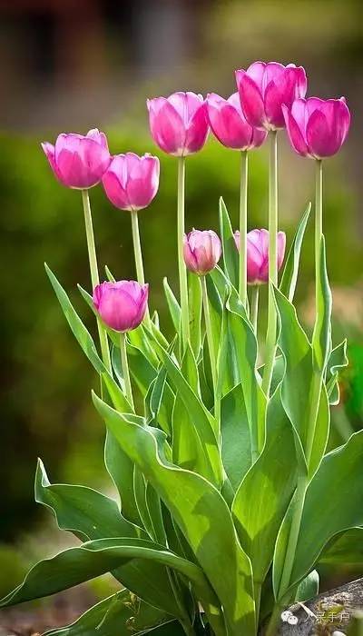 新年赏国花,世界各地最美的国花