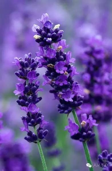 新年赏国花,世界各地最美的国花