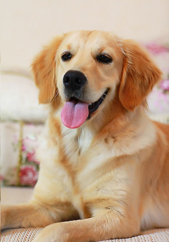 金毛犬高智商的5个表现,高智商的金毛犬视频