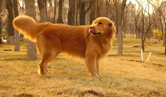 金毛犬高智商的5个表现,高智商的金毛犬视频