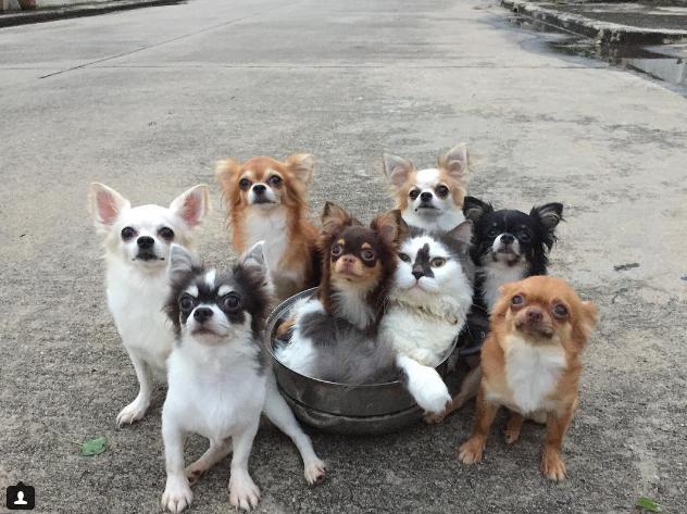 小仓鼠可以和狗猫兔子一起生活吗,可爱的小仓鼠和猫能成好朋友吗