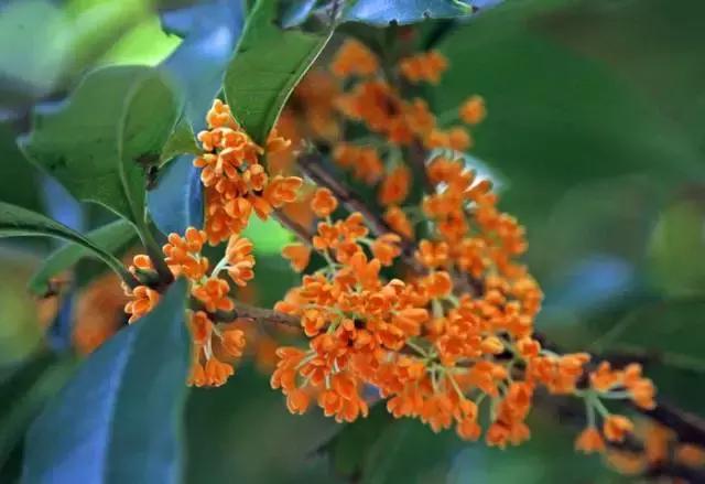 关于三文堂,写乐复刻四季彩的小确幸