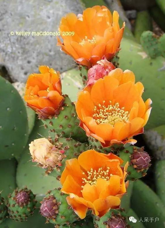 涓浗鍥借姳澶ц祻鍥剧墖,鍥借姳澶ц祻浜氭床鍥剧墖