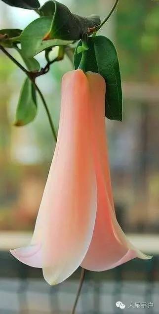 涓浗鍥借姳澶ц祻鍥剧墖,鍥借姳澶ц祻浜氭床鍥剧墖