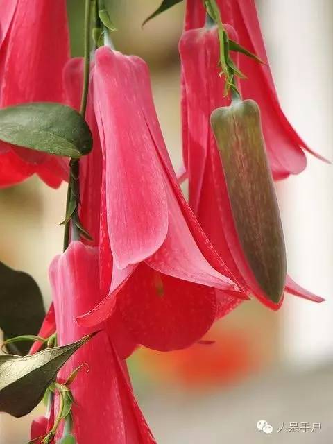 涓浗鍥借姳澶ц祻鍥剧墖,鍥借姳澶ц祻浜氭床鍥剧墖