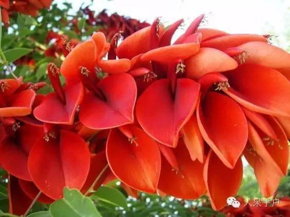 涓浗鍥借姳澶ц祻鍥剧墖,鍥借姳澶ц祻浜氭床鍥剧墖